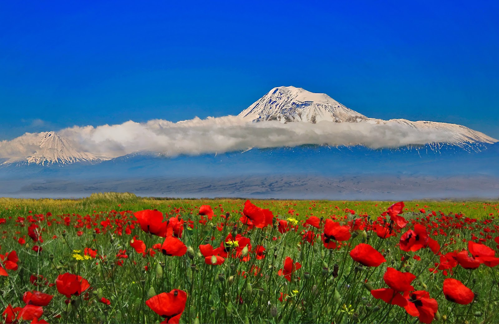 Ağrı