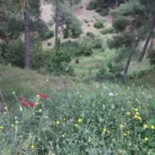 Hisar Çamlığı Tabiat Parkı