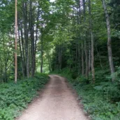 Artvin Kent Ormanı