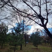 Korupark