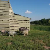 Aşağı Pınar Höyüğü