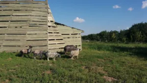 Aşağı Pınar Höyüğü