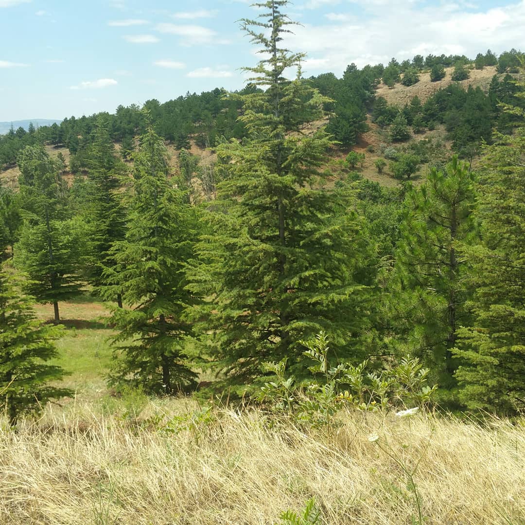 Kırıkkale Millet Ormanı