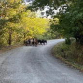Karlık Yaylası