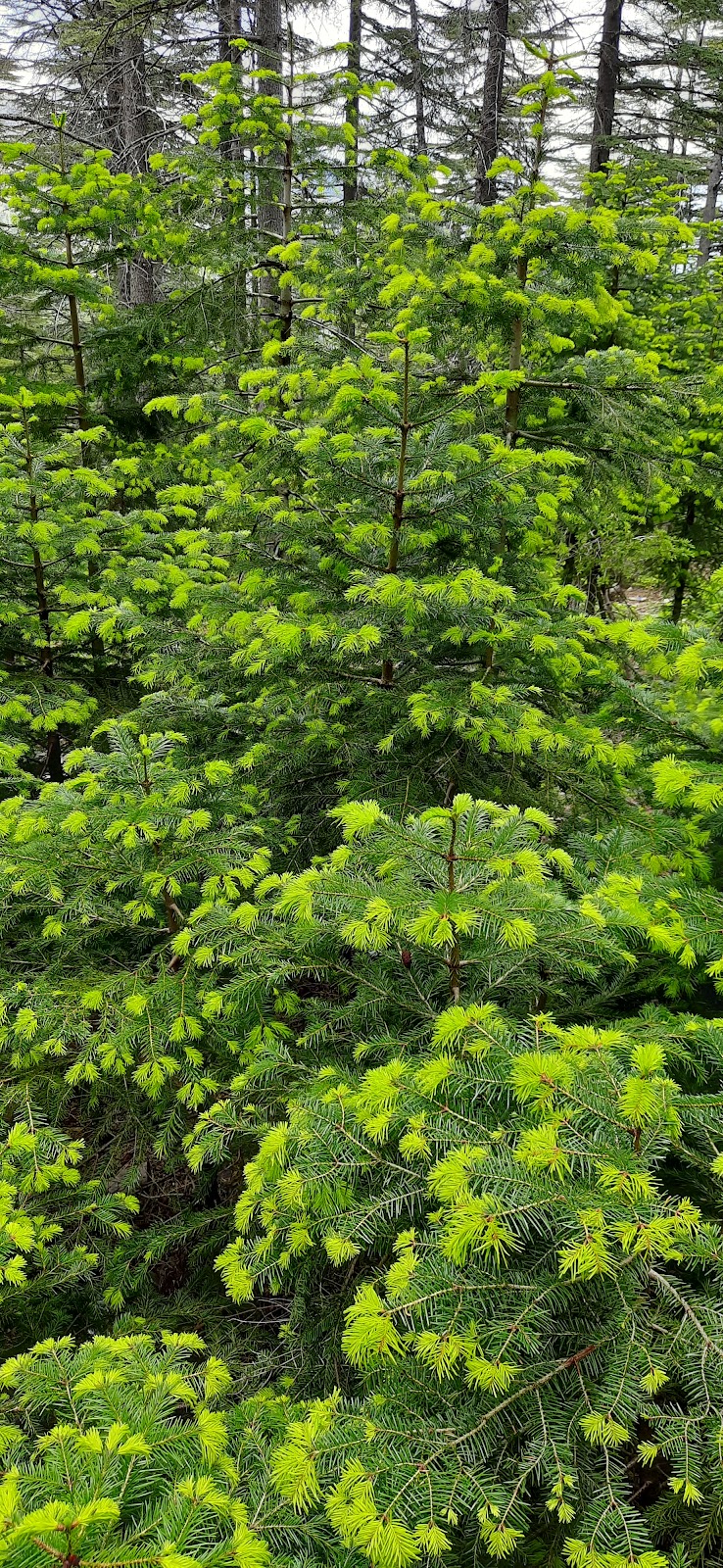 Kahramanmaraş
