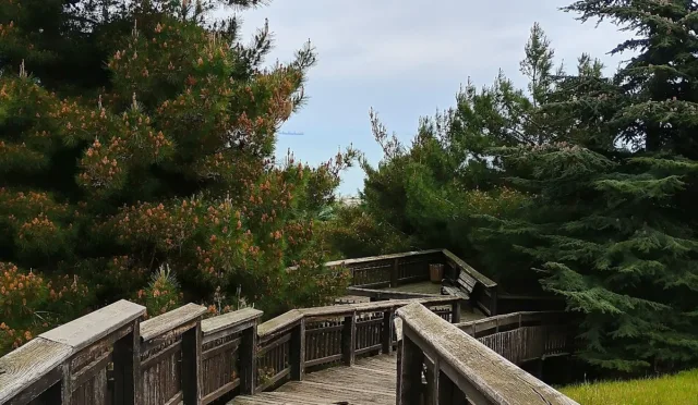 Amisos Tepesi – Samsun fotoğrafı