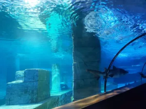 Aqua Vega Akvaryum