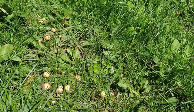 At Yaylası – Bolu fotoğrafı