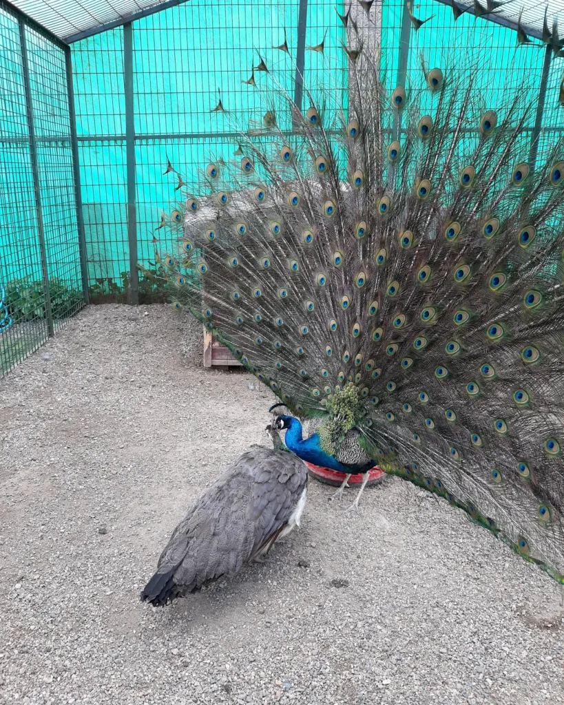 Giresun Belediyesi Hayvanat Bahçesi – Giresun