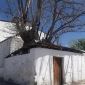 HAYAT AĞACI (Gacarlar döneminden kalma tarihi ağaç) – Iğdır