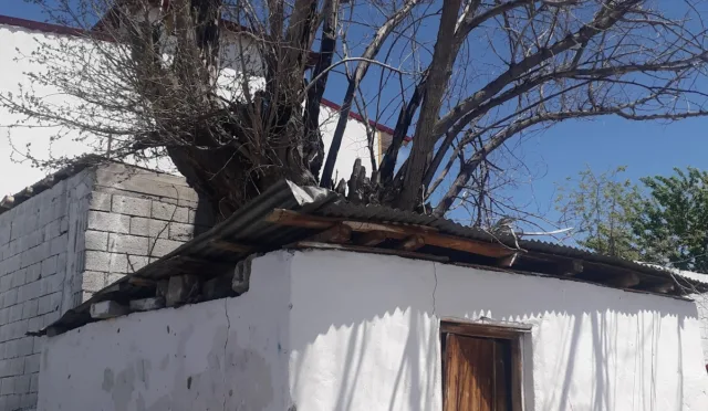 HAYAT AĞACI (Gacarlar döneminden kalma tarihi ağaç) – Iğdır fotoğrafı