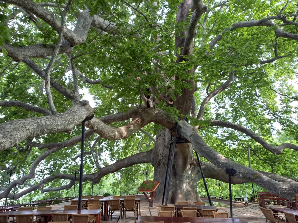 İnkaya Tarihi Çınar ağacı – Bursa