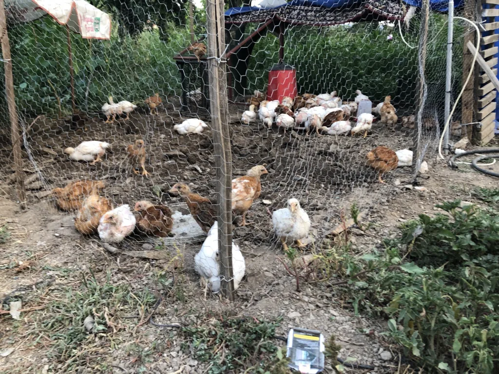 Karabağlar Yaylası – Muğla