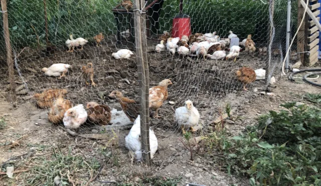 Karabağlar Yaylası – Muğla fotoğrafı