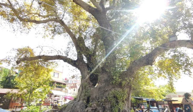 Musa Ağacı – Hatay fotoğrafı