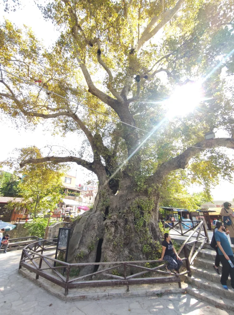 Musa Ağacı – Hatay