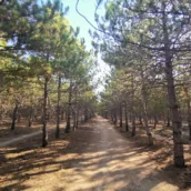 ODTÜ Ormanı – Ankara