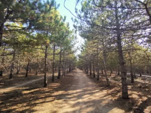 ODTÜ Ormanı – Ankara