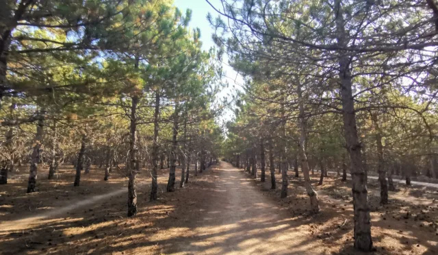 ODTÜ Ormanı – Ankara fotoğrafı