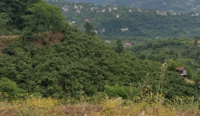 Öceli Karadere Kalp Gölü – Ordu fotoğrafı