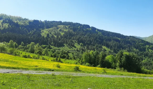 Odayeri Yaylası – Düzce fotoğrafı