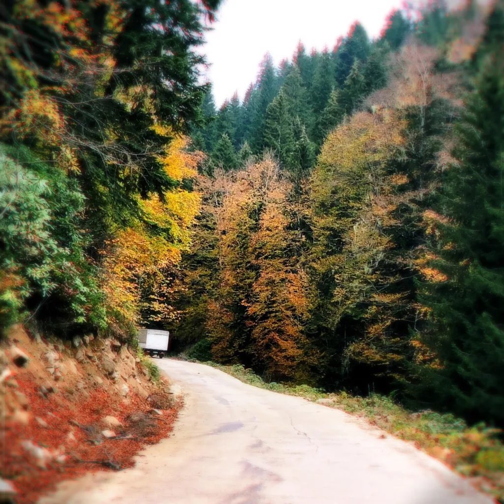 Örümcek Ormanı Tabiatı Koruma Alanı – Gümüşhane