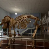 Prof. Dr. Ali DEMİRSOY Doğa Tarihi Müzesi – Erzincan