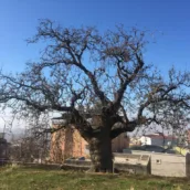 Tarihî Menengiç Ağacı
