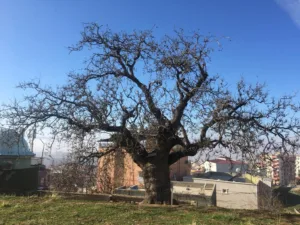 Tarihî Menengiç Ağacı