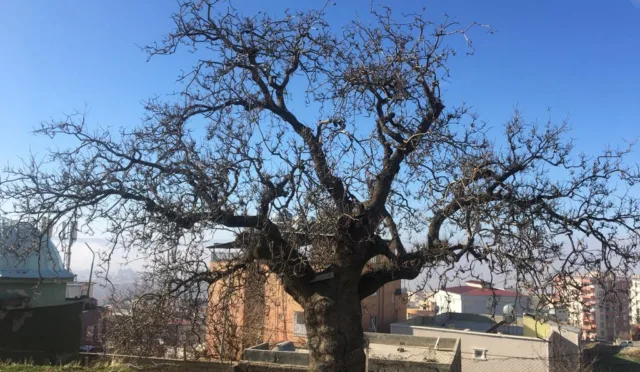 Tarihî Menengiç Ağacı – Siirt fotoğrafı