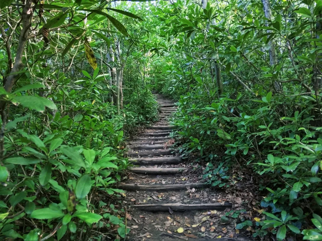 Yoroz Kent Ormanı – Ordu