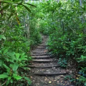 Yoroz Kent Ormanı – Ordu