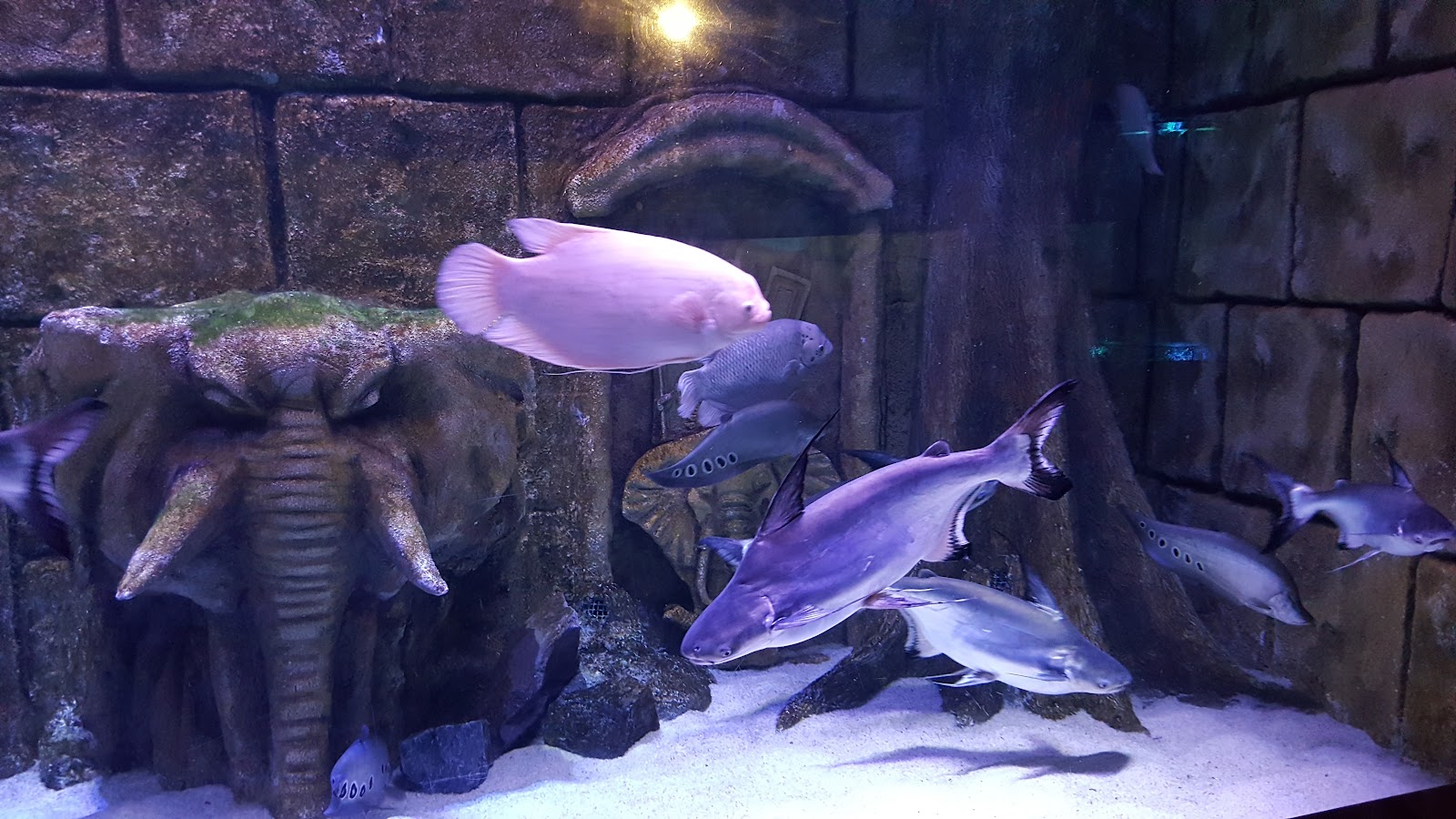 ViaSea Aquarium