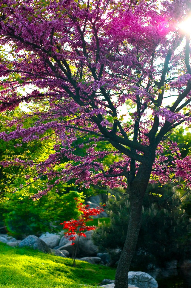 İBB Japon Bahçesi Parkı