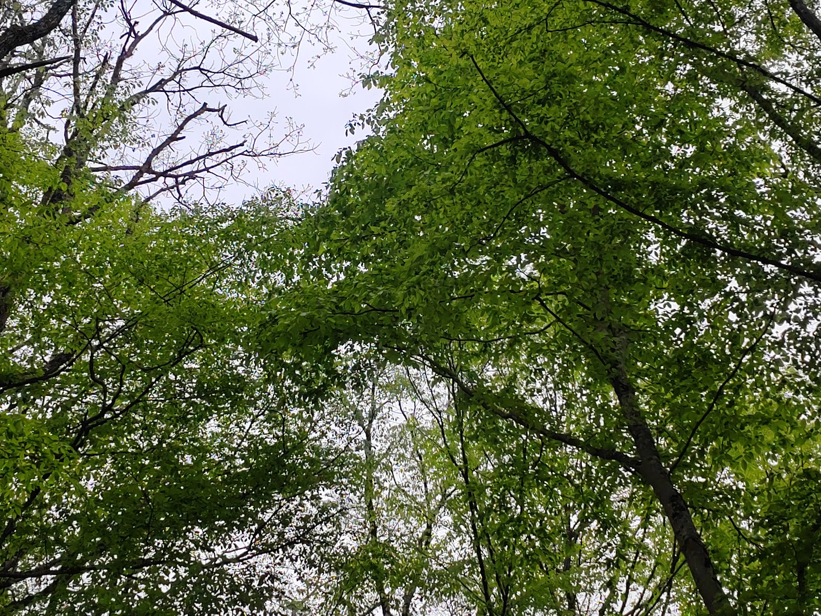Ayvat Bendi Tabiat Parkı